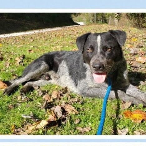 BLUEY - Cattle Dog available for adoption