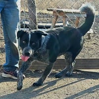 Bluey - Photo 6