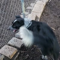 Bluey - Photo 7