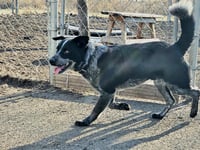 Bluey - Photo 5