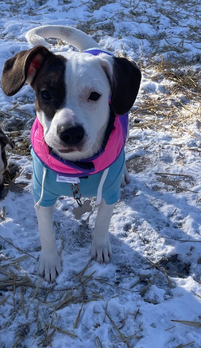 ZORRO - Hound / Beagle available for adoption