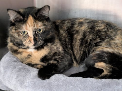 BOGGIE - Tortoiseshell / Domestic Short Hair available for adoption