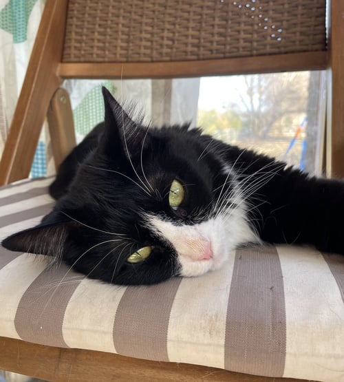 ROTI - Domestic Medium Hair available for adoption
