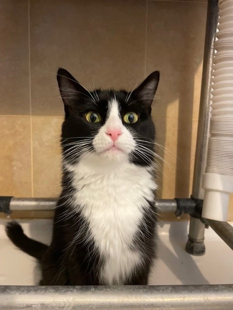 ROTI - Domestic Medium Hair available for adoption