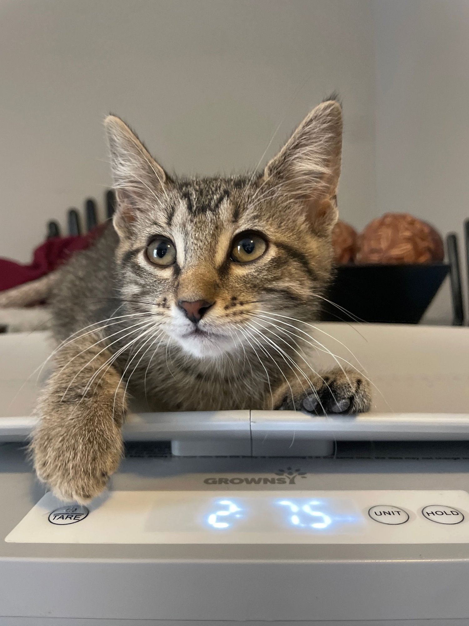LYRA - Tabby / Domestic Short Hair available for adoption