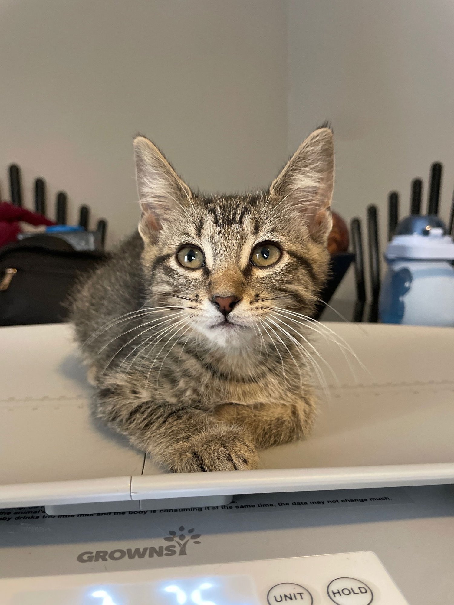 LYRA - Tabby / Domestic Short Hair available for adoption