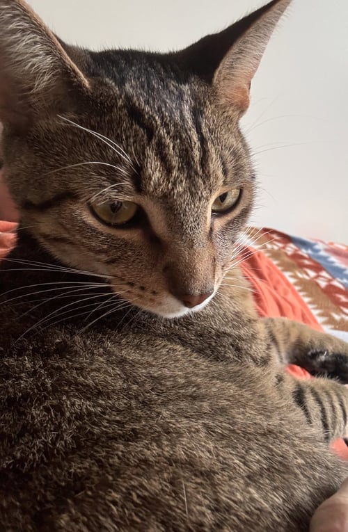 LYRA - Tabby / Domestic Short Hair available for adoption