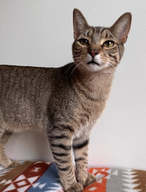 LYRA - Tabby / Domestic Short Hair available for adoption