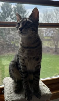 Lyra - Photo 8