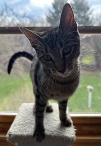 Lyra - Photo 7