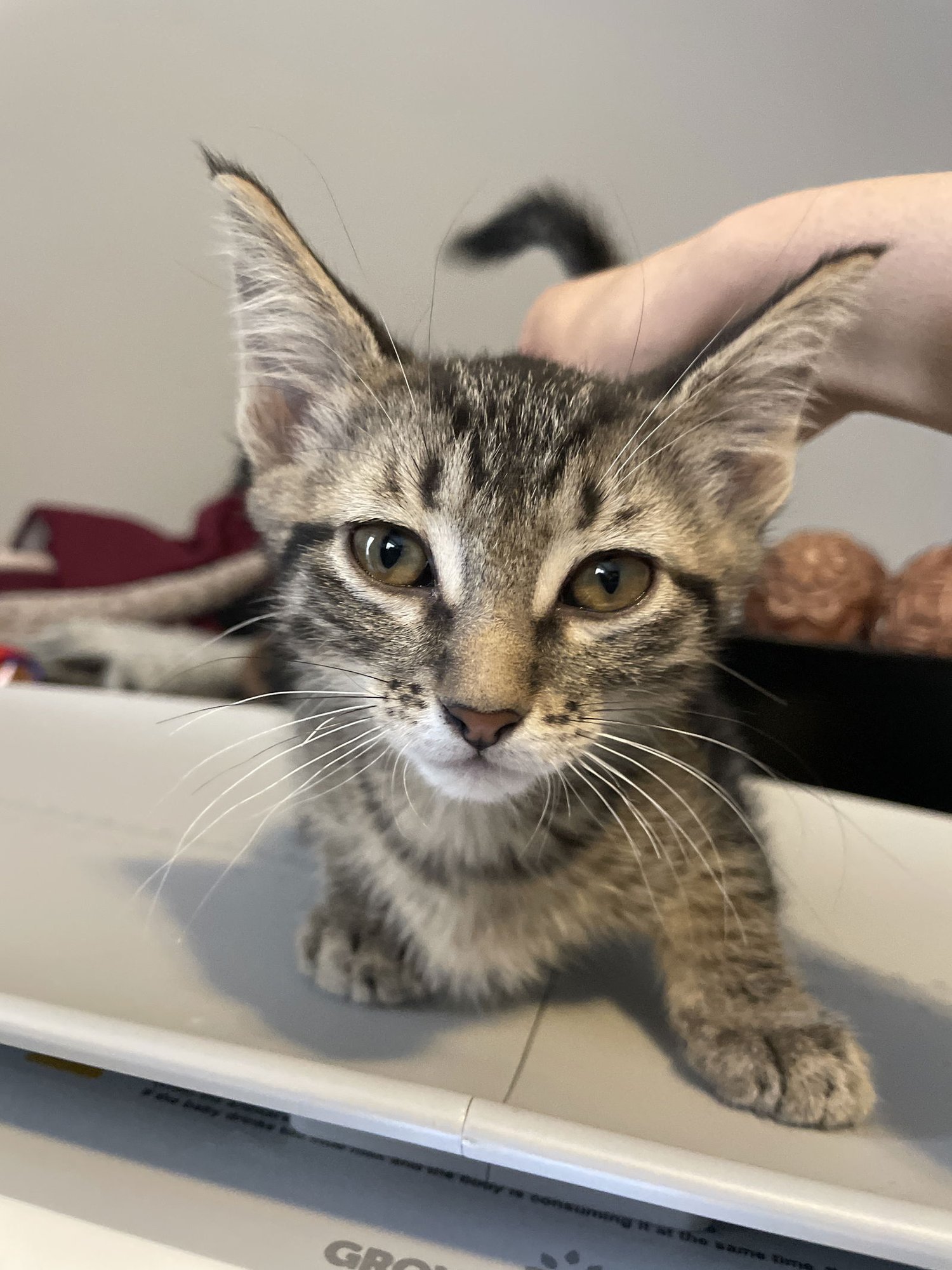 VEGA - Tabby / Domestic Short Hair available for adoption