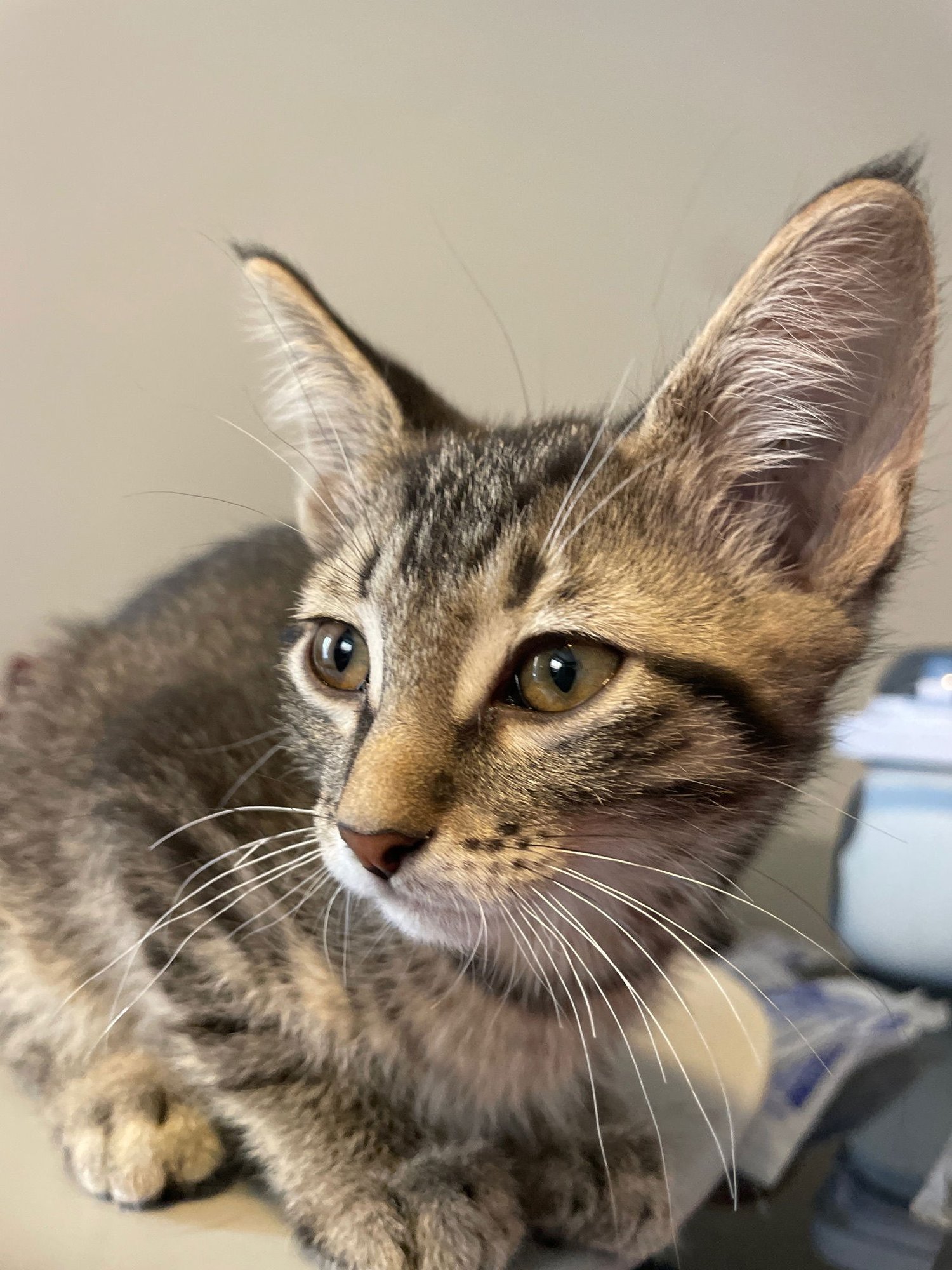 VEGA - Tabby / Domestic Short Hair available for adoption