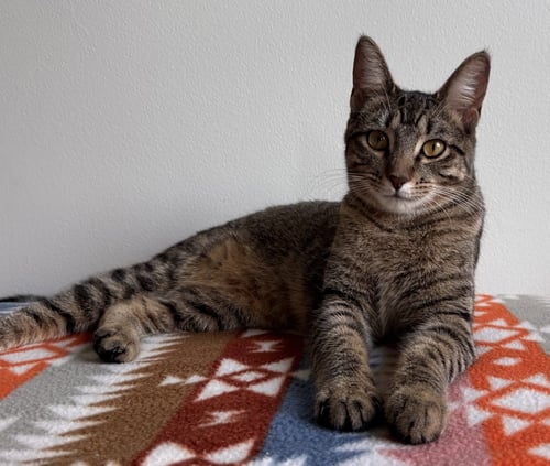 VEGA - Tabby / Domestic Short Hair available for adoption