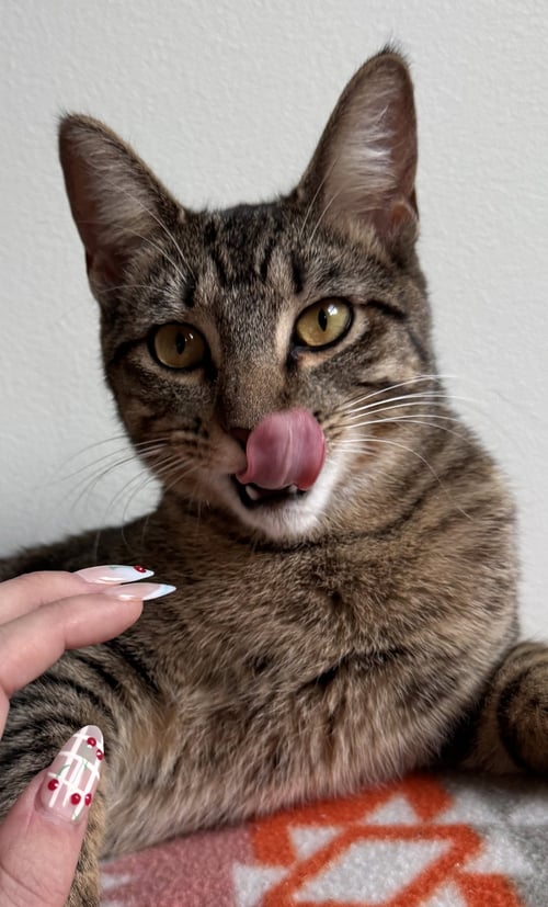 VEGA - Tabby / Domestic Short Hair available for adoption