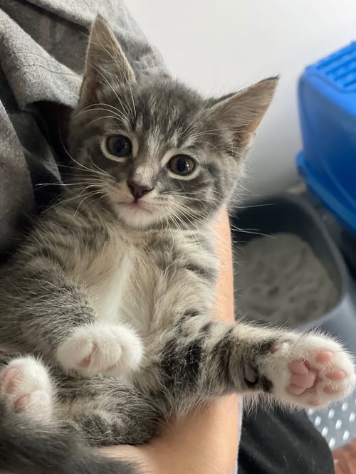 SANJI - Tabby / Domestic Short Hair available for adoption