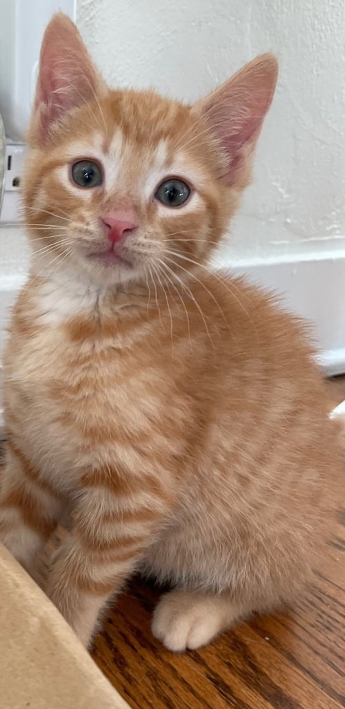 PORTHOS - Domestic Short Hair / Tabby available for adoption