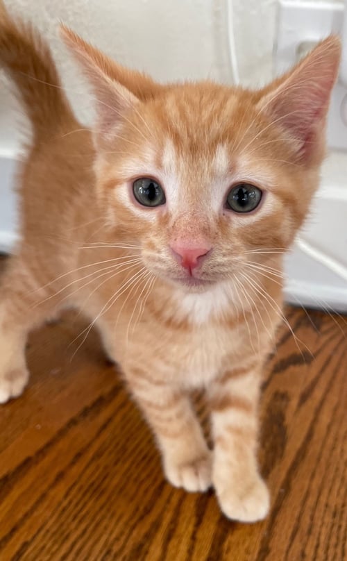 PORTHOS - Domestic Short Hair / Tabby available for adoption