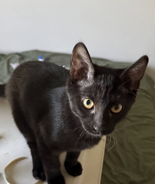 KRANBERRY - Domestic Short Hair available for adoption