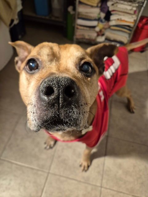 BAXTER - American Staffordshire Terrier available for adoption