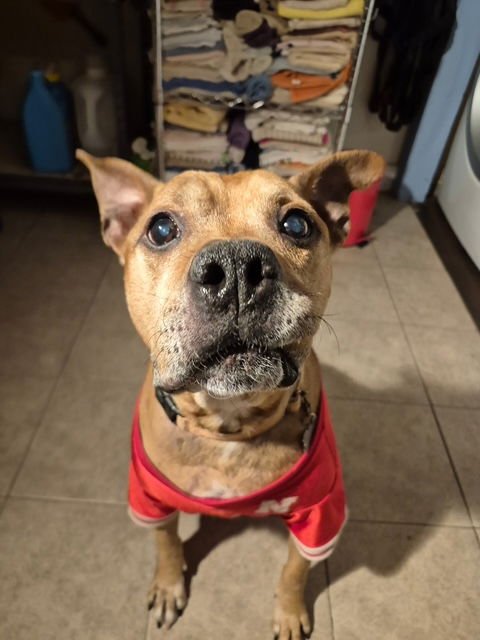 BAXTER - American Staffordshire Terrier available for adoption