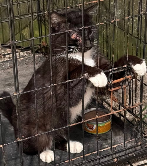 BEETHOVEN - Domestic Short Hair available for adoption