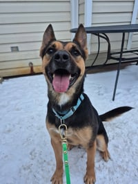 Frankie - Photo 3