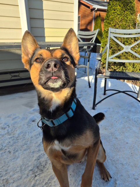 FRANKIE - German Shepherd Dog / American Pit Bull Terrier available for adoption