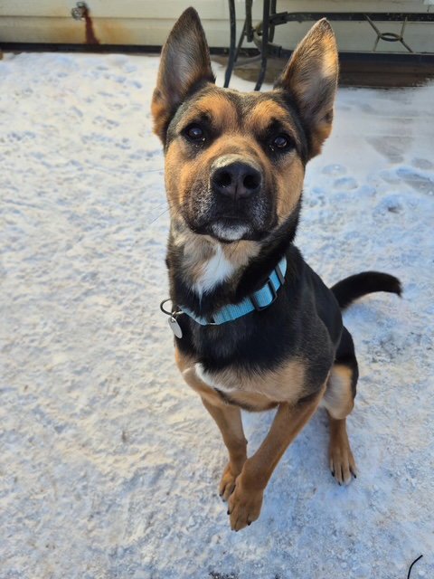 FRANKIE - German Shepherd Dog / American Pit Bull Terrier available for adoption