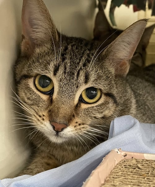 CLEOPATRA - Tabby / Domestic Short Hair available for adoption