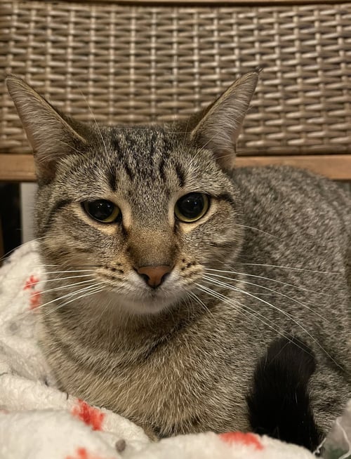 CLEOPATRA - Tabby / Domestic Short Hair available for adoption