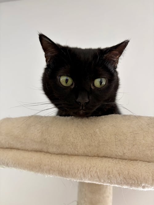 VIENNA - Domestic Short Hair available for adoption