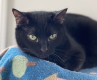 Vienna - Photo 2