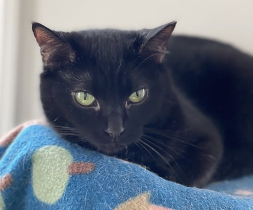 VIENNA - Domestic Short Hair available for adoption