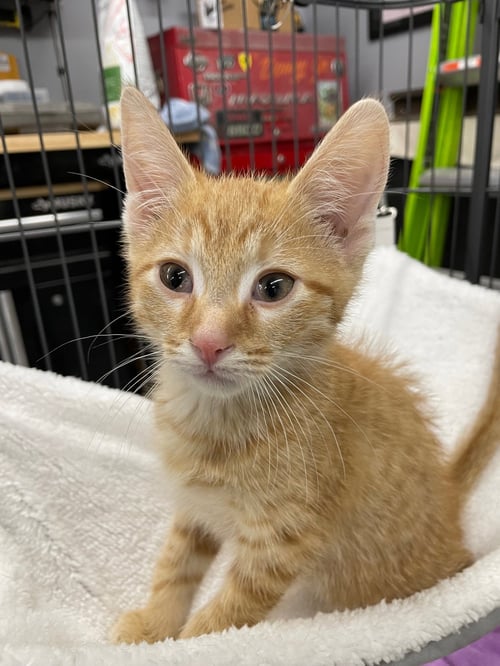 SHEPP - Tabby / Domestic Short Hair available for adoption