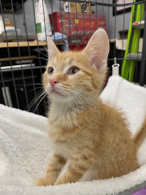 SHEPP - Tabby / Domestic Short Hair available for adoption