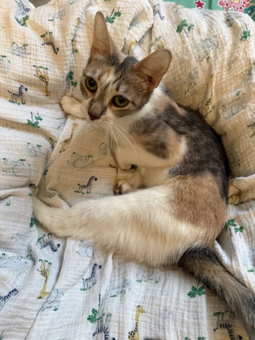 JESSIE - Domestic Short Hair available for adoption