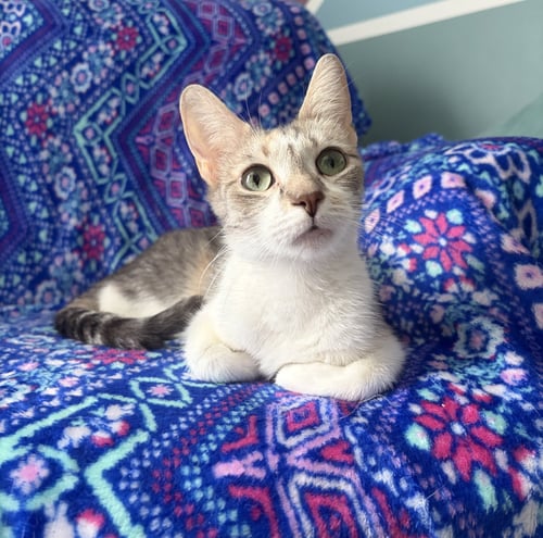 JESSIE - Domestic Short Hair available for adoption