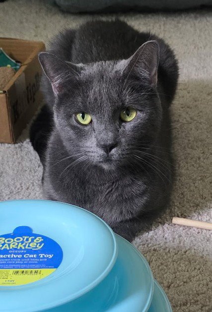 TOPAZ - Russian Blue / Domestic Short Hair available for adoption