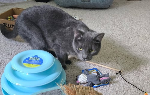 TOPAZ - Russian Blue / Domestic Short Hair available for adoption