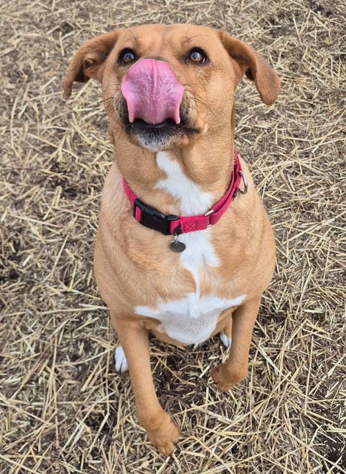 SASHA - Rhodesian Ridgeback / Labrador Retriever available for adoption
