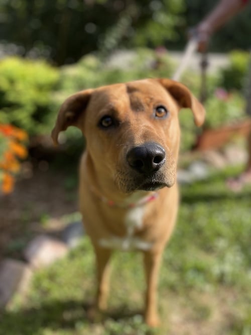 SASHA - Rhodesian Ridgeback / Labrador Retriever available for adoption