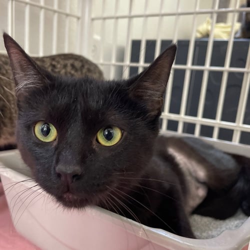 FERRAGAMO - Domestic Short Hair available for adoption