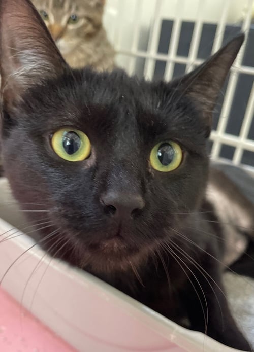 FERRAGAMO - Domestic Short Hair available for adoption