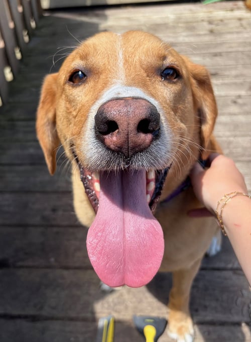 SHERLOCK - Great Pyrenees / Labrador Retriever available for adoption