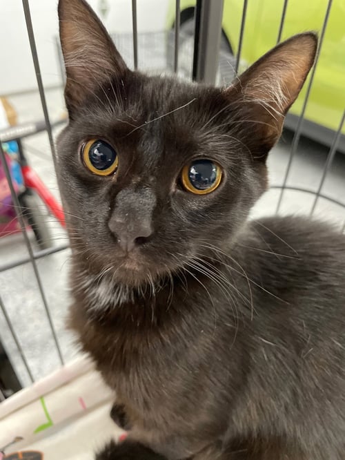 CRUMPET - Domestic Short Hair available for adoption