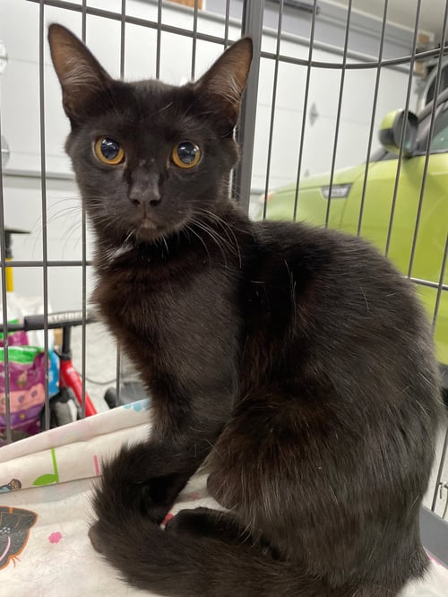CRUMPET - Domestic Short Hair available for adoption