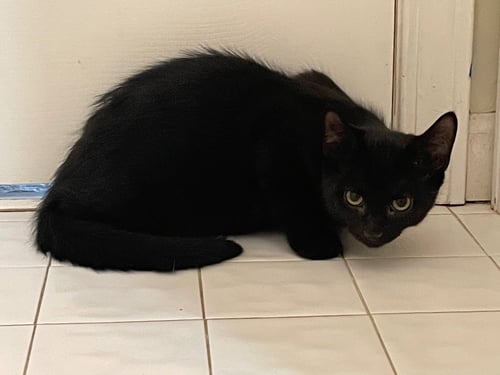 ATLAS - Domestic Short Hair available for adoption