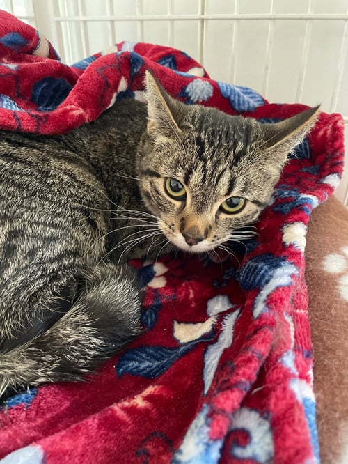 CHLOE - Tabby / Domestic Short Hair available for adoption