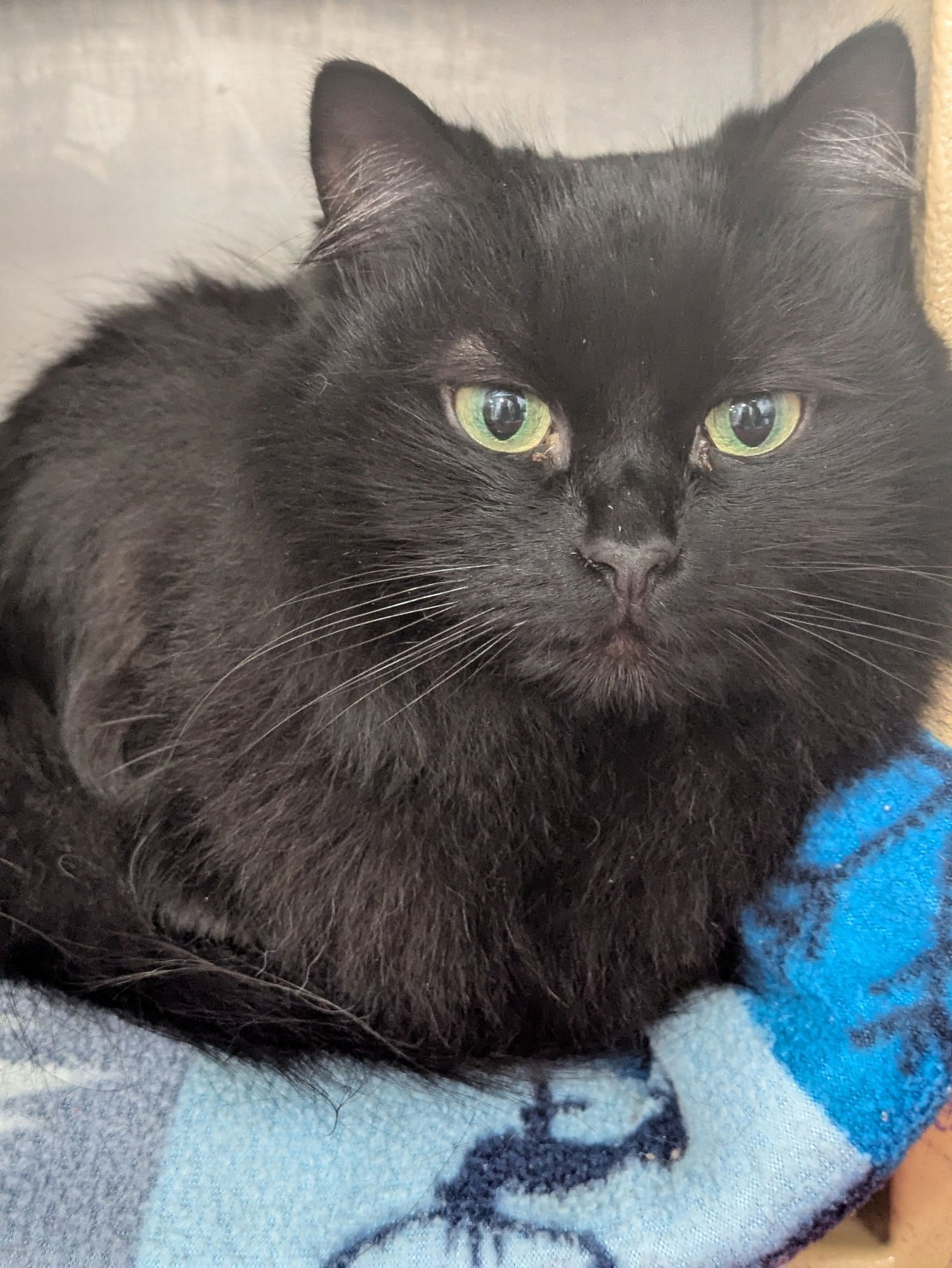 LEUNA - Domestic Long Hair available for adoption