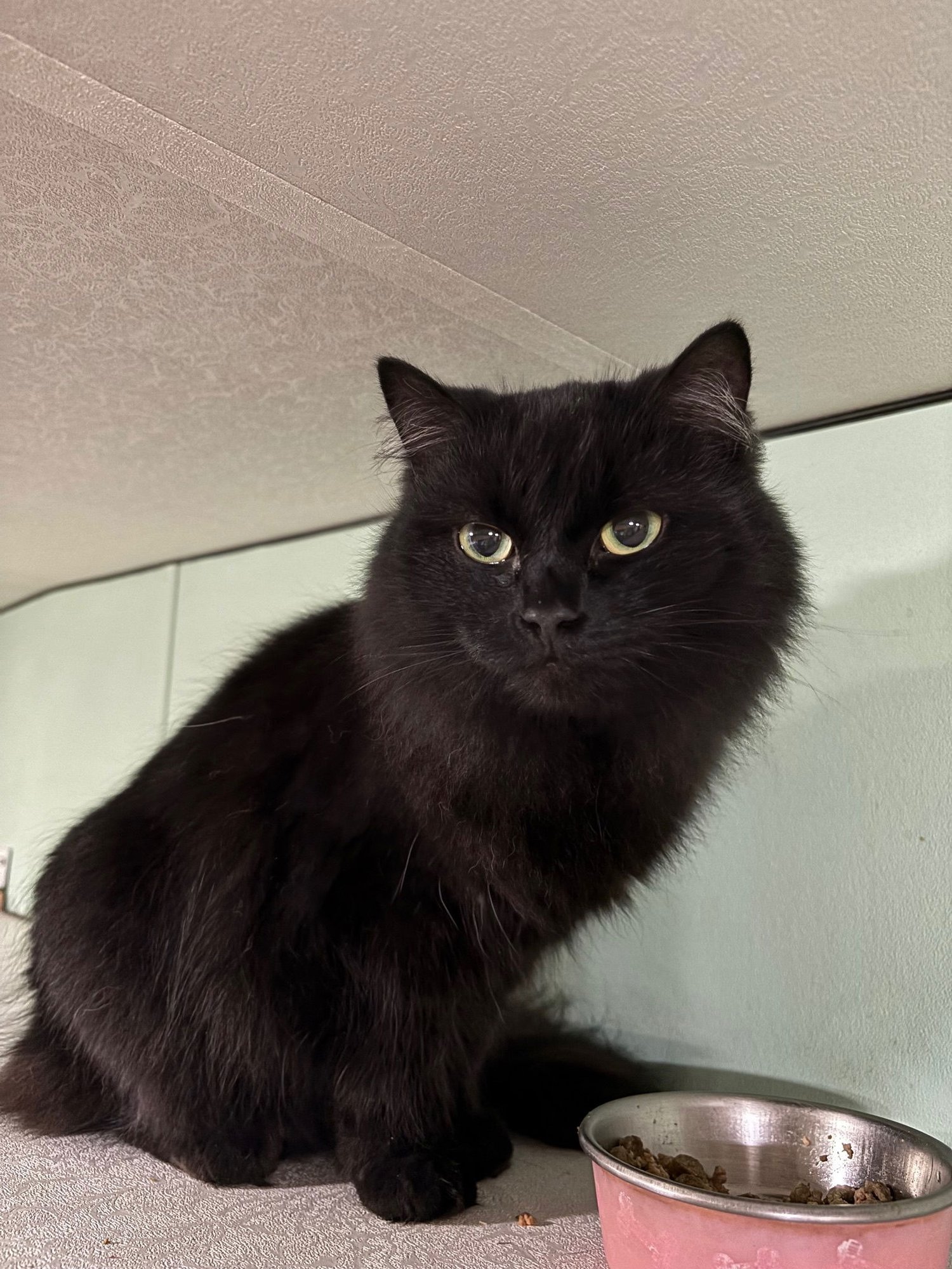 LEUNA - Domestic Long Hair available for adoption